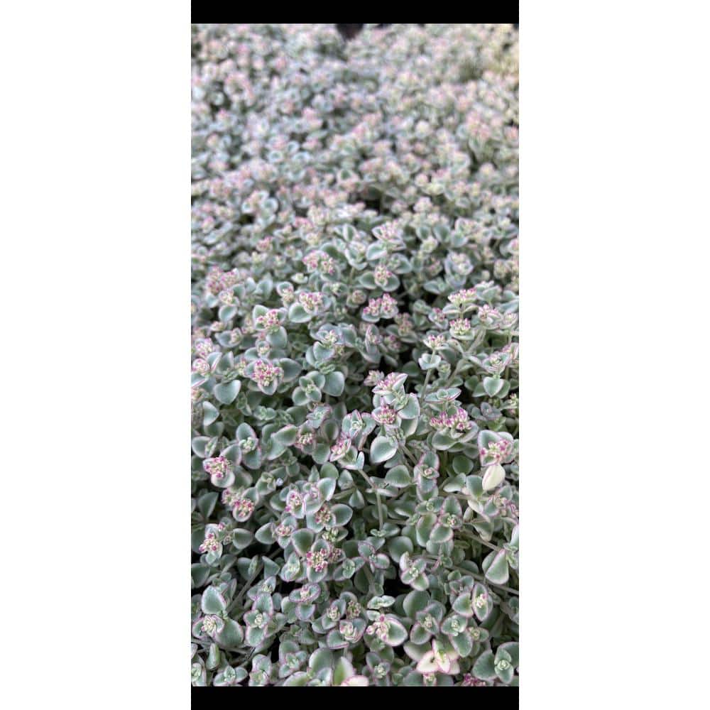 5-Piece Non-Fragrant Live Variegated Sedum Little Missy Planter Pet-Safe - Hercitys
