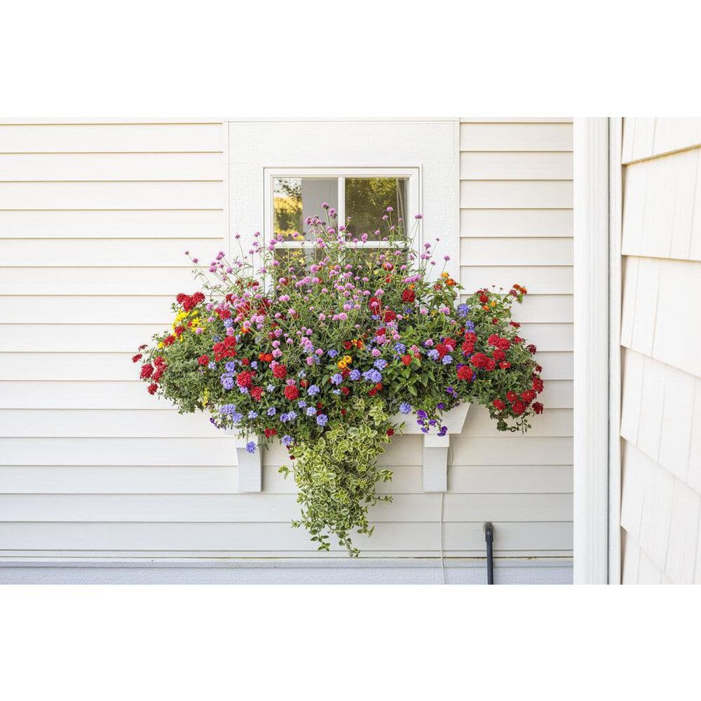 4.25 in. Eco+Grande Truffula Pink Globe Amaranth (Gomphrena) Live Plant, Pink Flowers (4-Pack) - Hercitys