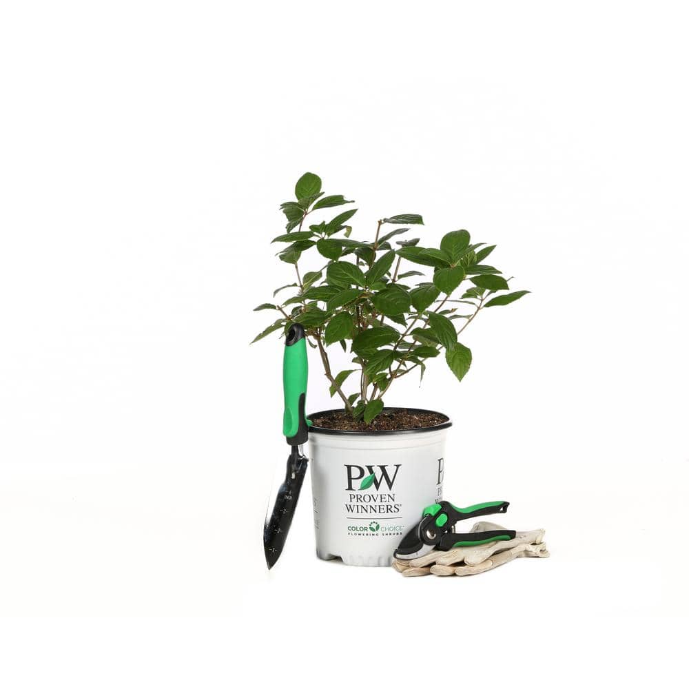 1 Gal. Fire Light Hardy Hydrangea (Paniculata) Live Shrub, White to Pink and Red Flowers - Hercitys