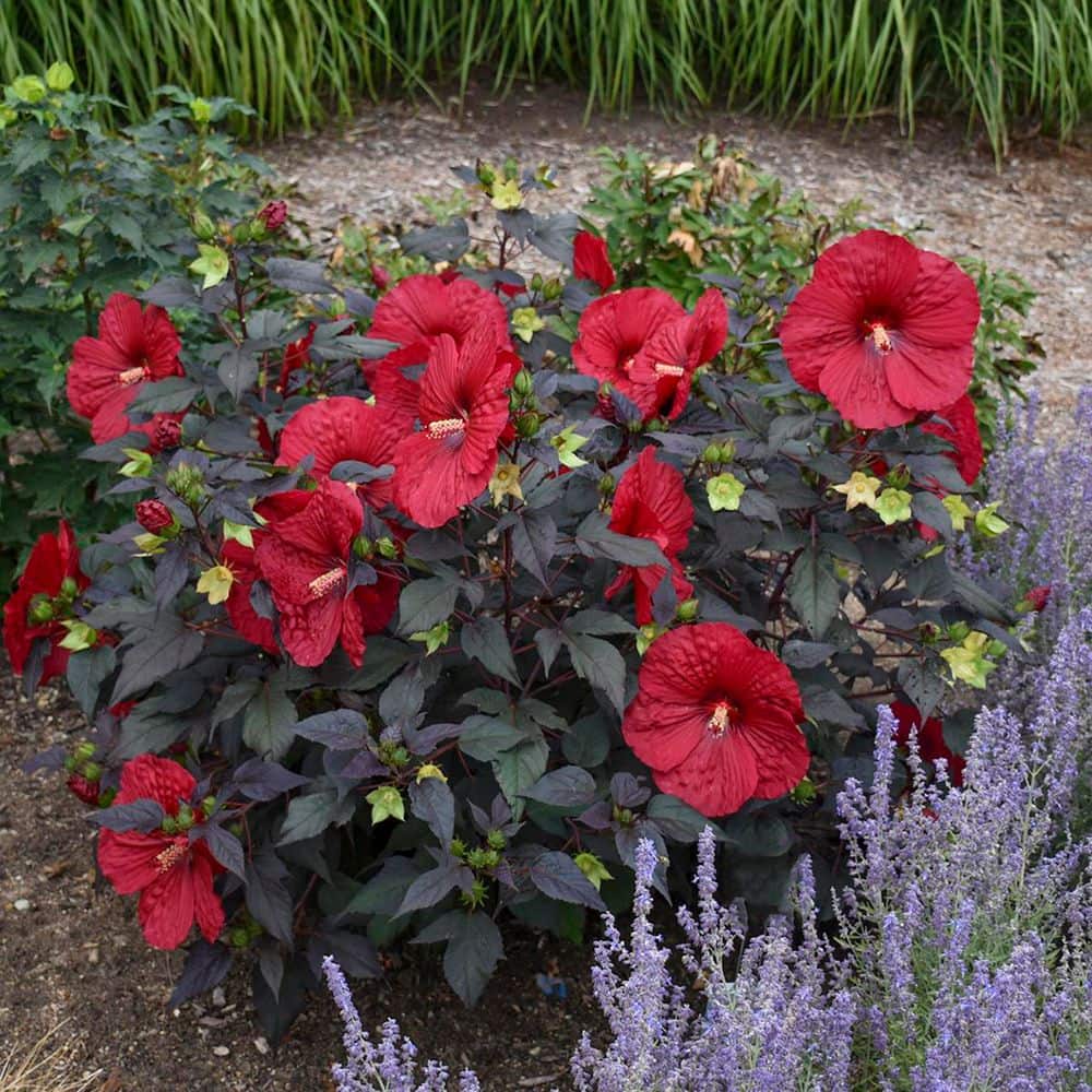2 Gal. Summerific Holy Grail Rose Mallow (Hibiscus Hybrid) Live Perennial Plant with Red Flowers - Hercitys