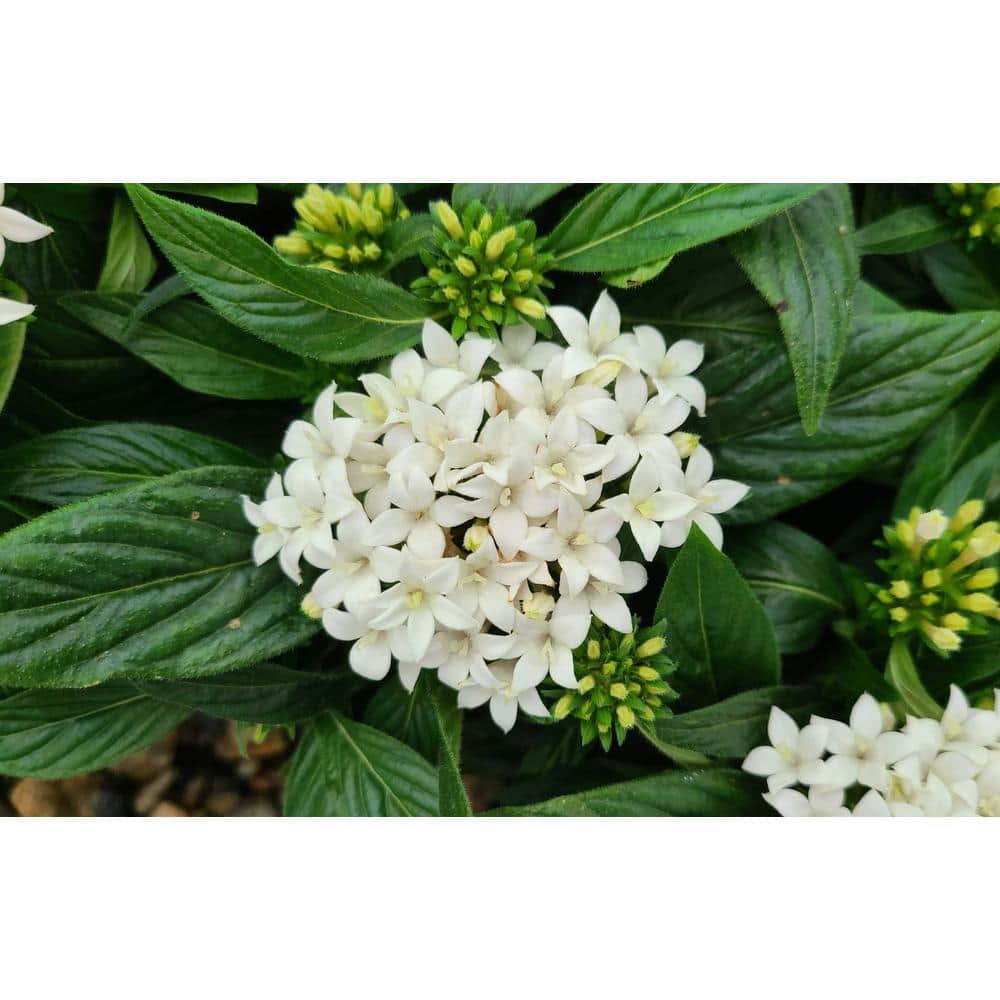 1.38 Pt. Penta Plant White Flowers in 4.5 In. Grower’s Pot (4-Plants) - Hercitys