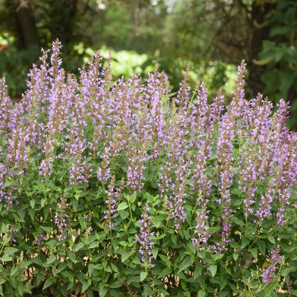 3.25 in. Agastache Bayou Blue Perennial Plant with Blue Flowers (3-Pack) - Hercitys