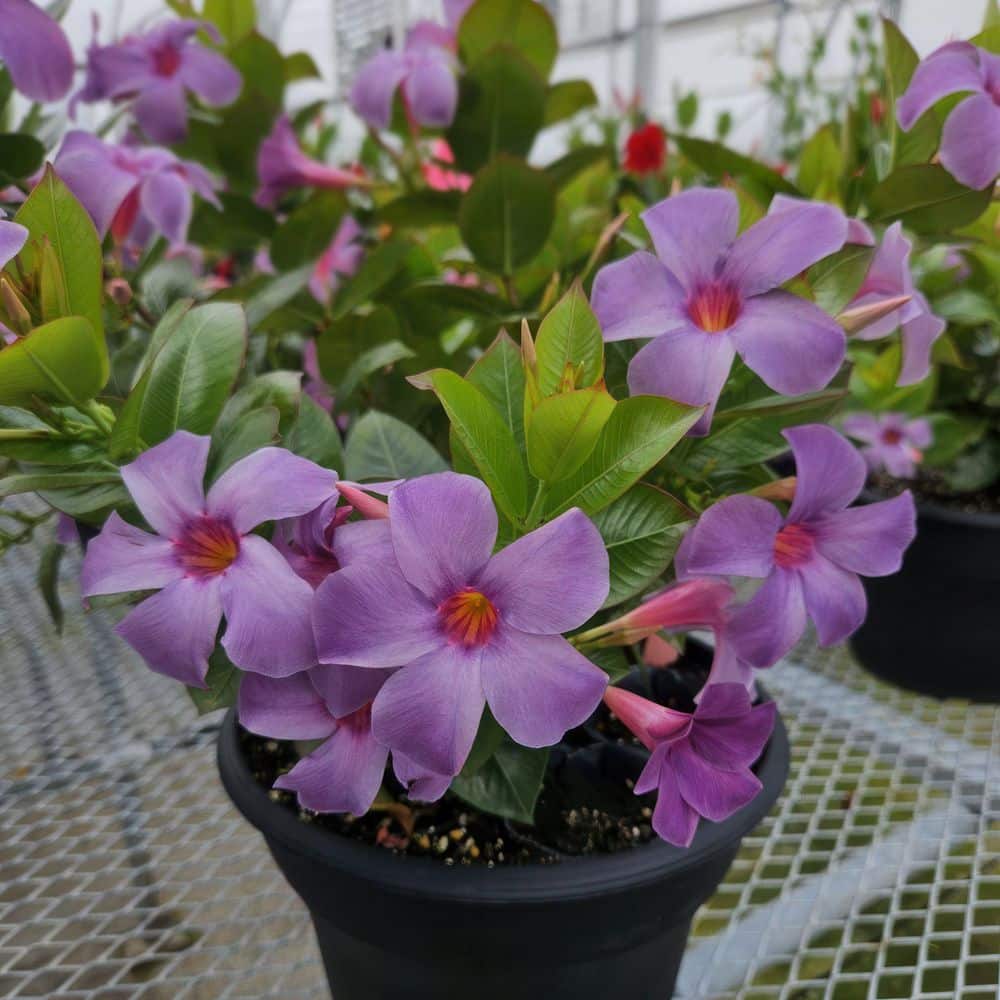 4 in. Mandevilla Plant American Celebration Collection (12-Pack) - Hercitys