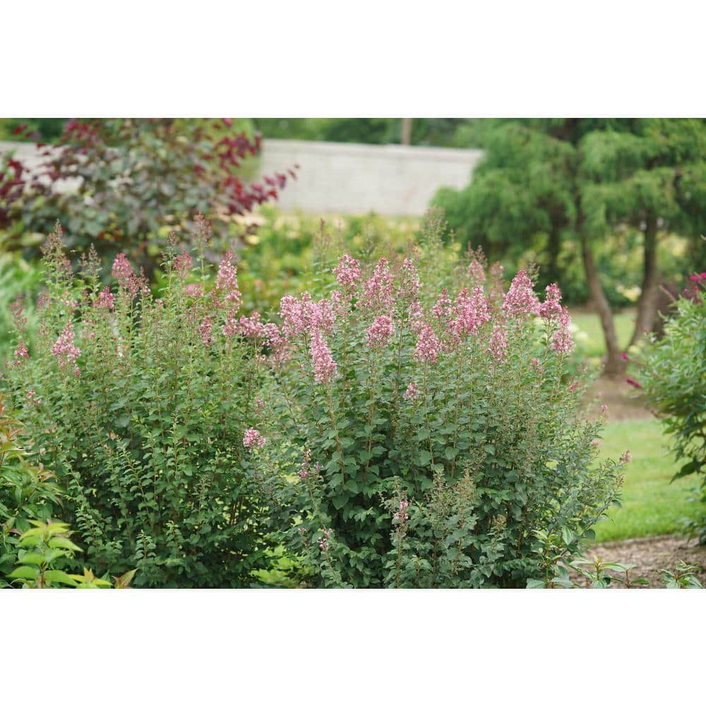 4.5 in. qt. Boomerang Ballet Reblooming Lilac (Syringa) Live Flowering Shrub with Pink Flowers - Hercitys