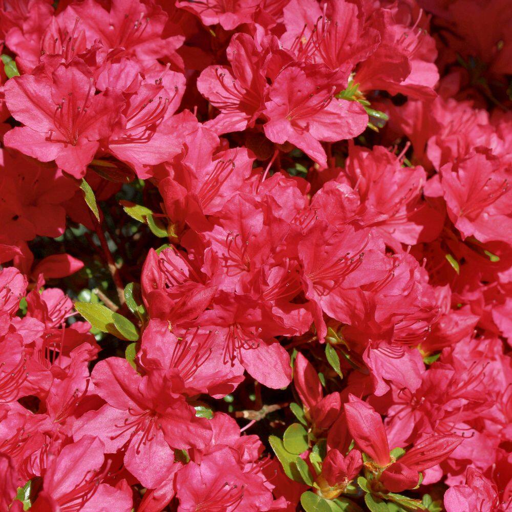 3 gal. Hershey Red Azalea Shrub with Red Flowers - Hercitys
