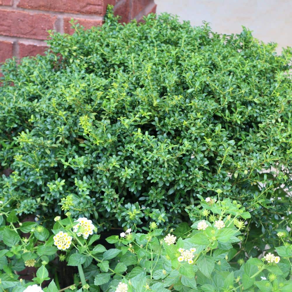 2.25 Gal. Holly Soft Touch Shrub - Hercitys