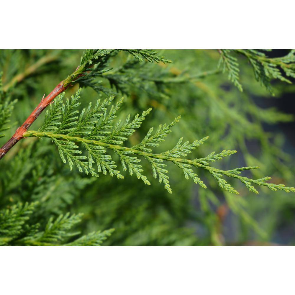 3 Gal. Leyland Cypress (Cupressus Leylandii) Live Evergreen Tree, Lush Green Foliage - Hercitys
