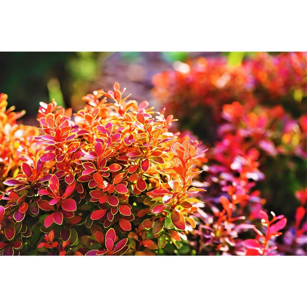 1 Gal. Admiration Barberry Shrub with Bright Red Leaves Trimmed in Neon Yellow - Hercitys