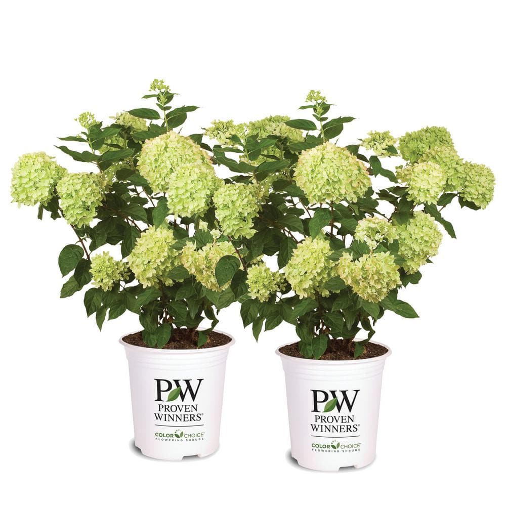 3 Gal. Little Lime Hydrangea (2-Pack) - Hercitys