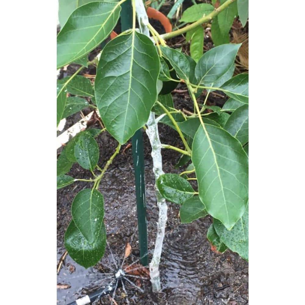 3.5 oz. Tree Guard Paint Protection Against Damaging Sunburn Insects and Rodents - Hercitys