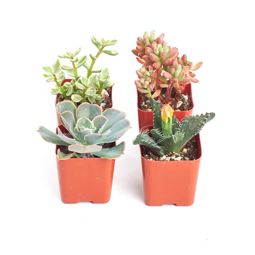 2 in. Assorted Succulent (Collection of 4) - Hercitys
