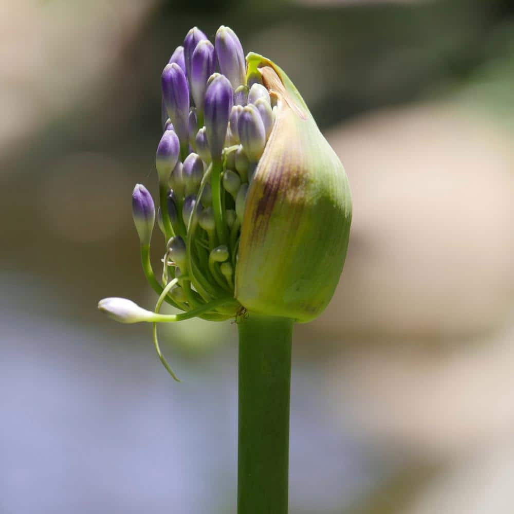 1 gal. Agapanthus Plant with Purple Flowers - Hercitys
