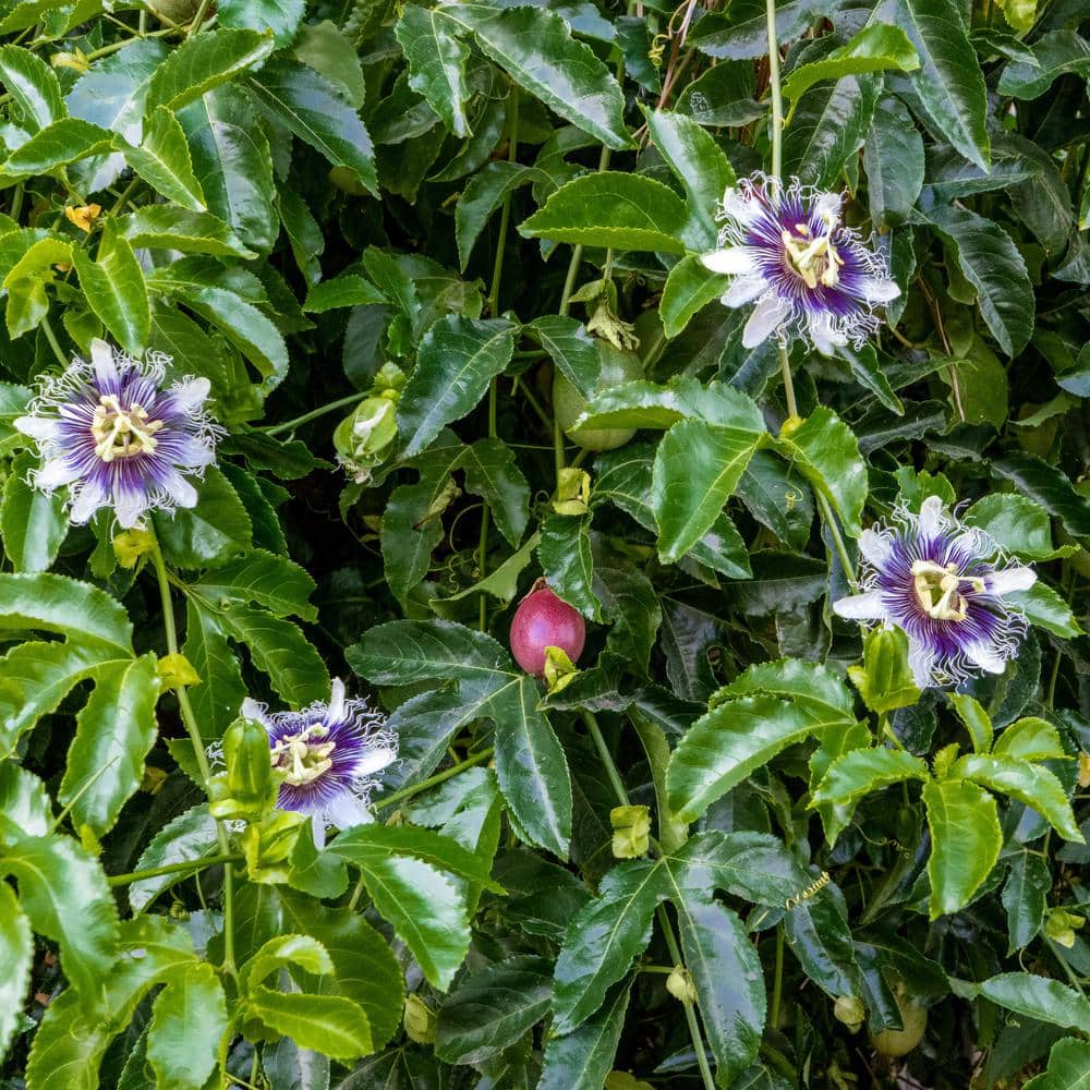 4 in. Passion Fruit Poppin’ Passion Annual Plant with White-Purple Flowers (3-Pack) - Hercitys