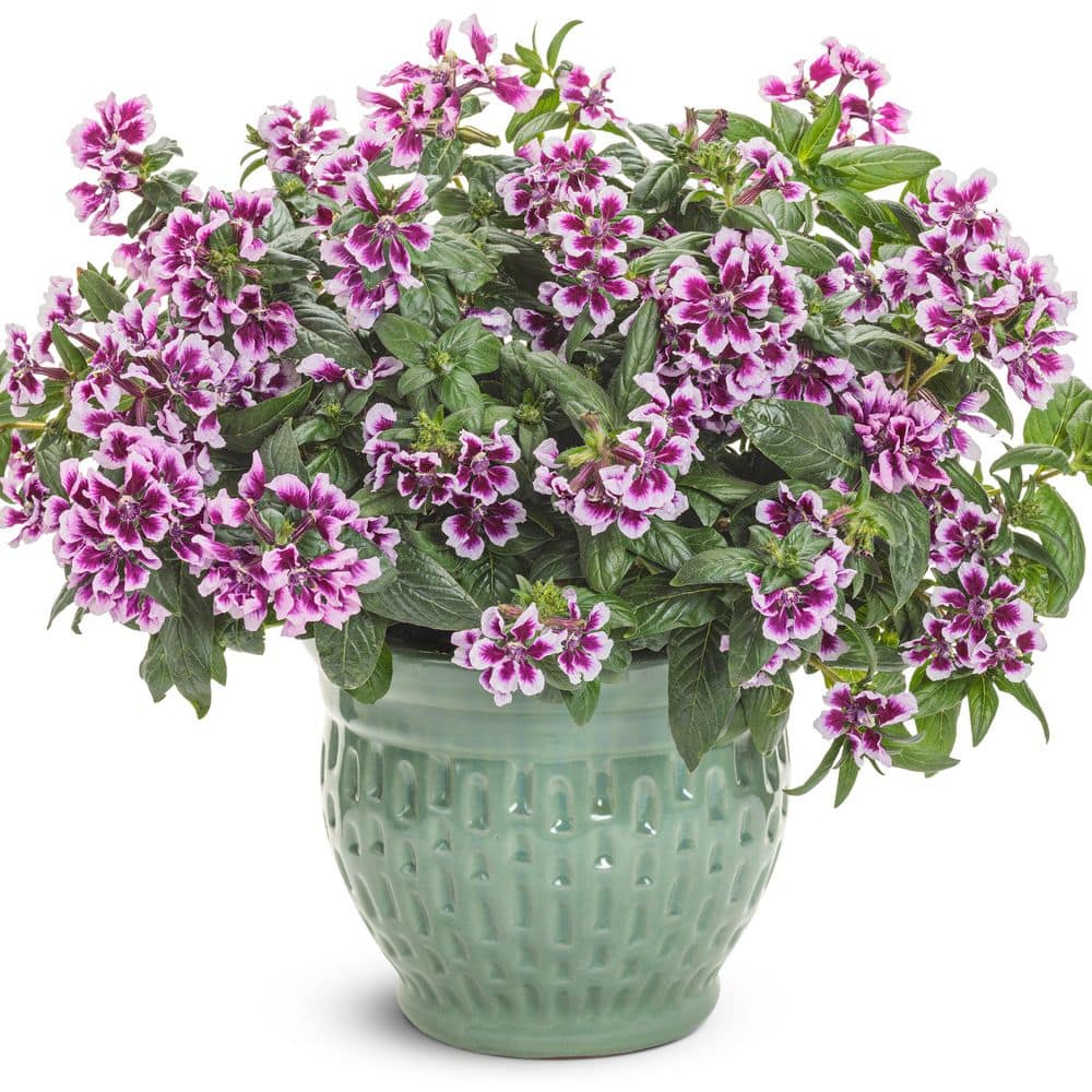 4.25 in. Eco+ Grande Totally Tempted Frosted Violets Cuphea (Procumbens) Live Annual Plant with Purple Flowers 4-Pack - Hercitys
