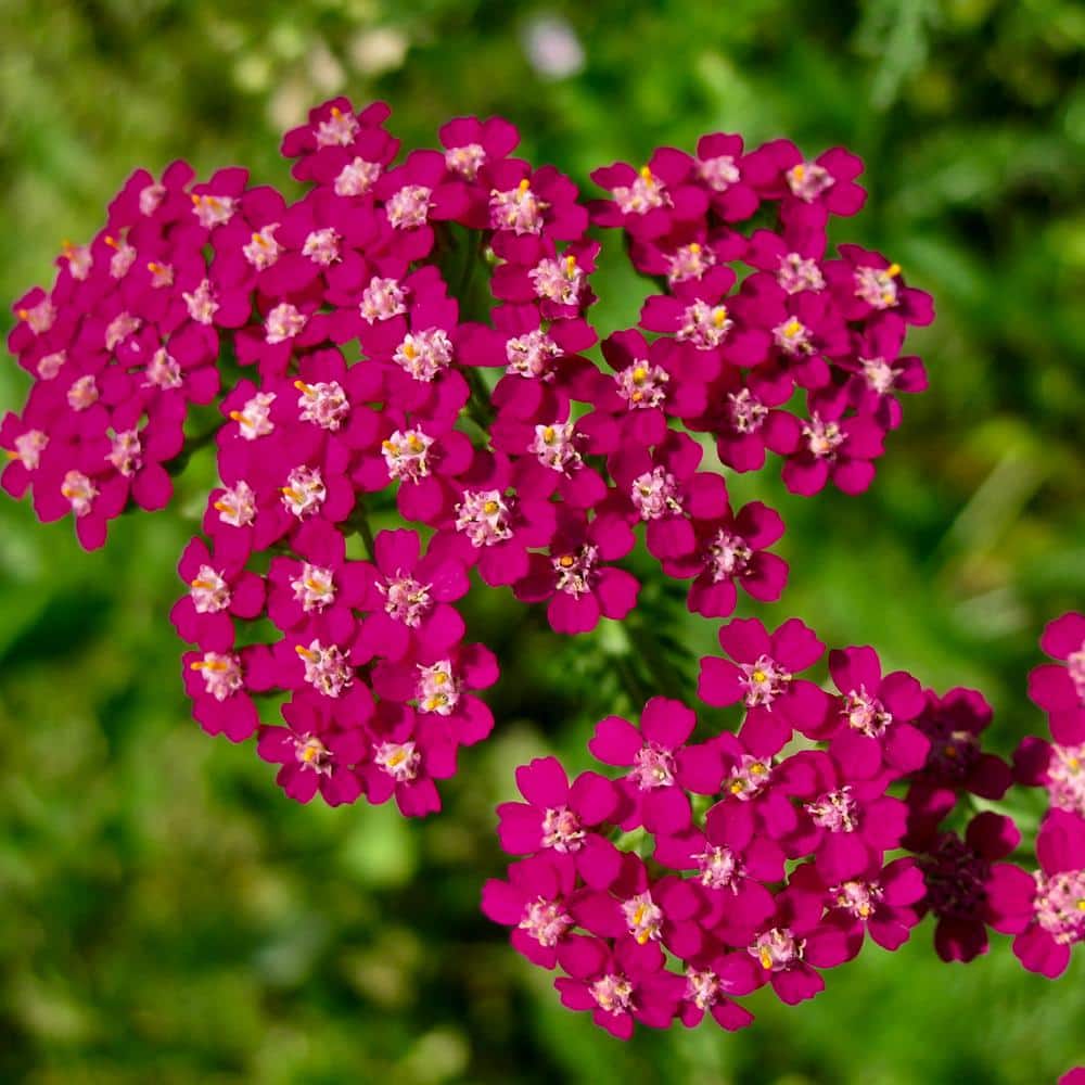 3.25 in. Desert Eve Rose Achillea Perennial Plant with Pin.k Flowers 3-Piece - Hercitys
