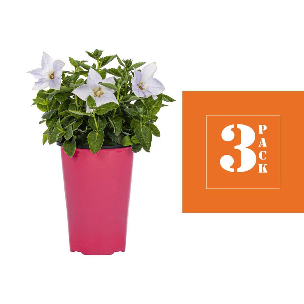 2 Qt. Platycodon Balloon Flower ‘Twinkle White’ White Perennial Plant (3-Pack) - Hercitys