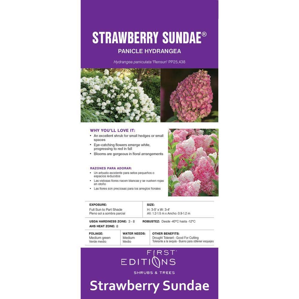 2 Gal. Strawberry Sundae Panicle Hydrangea Flowering Shrub with White to Pink Flowers - Hercitys