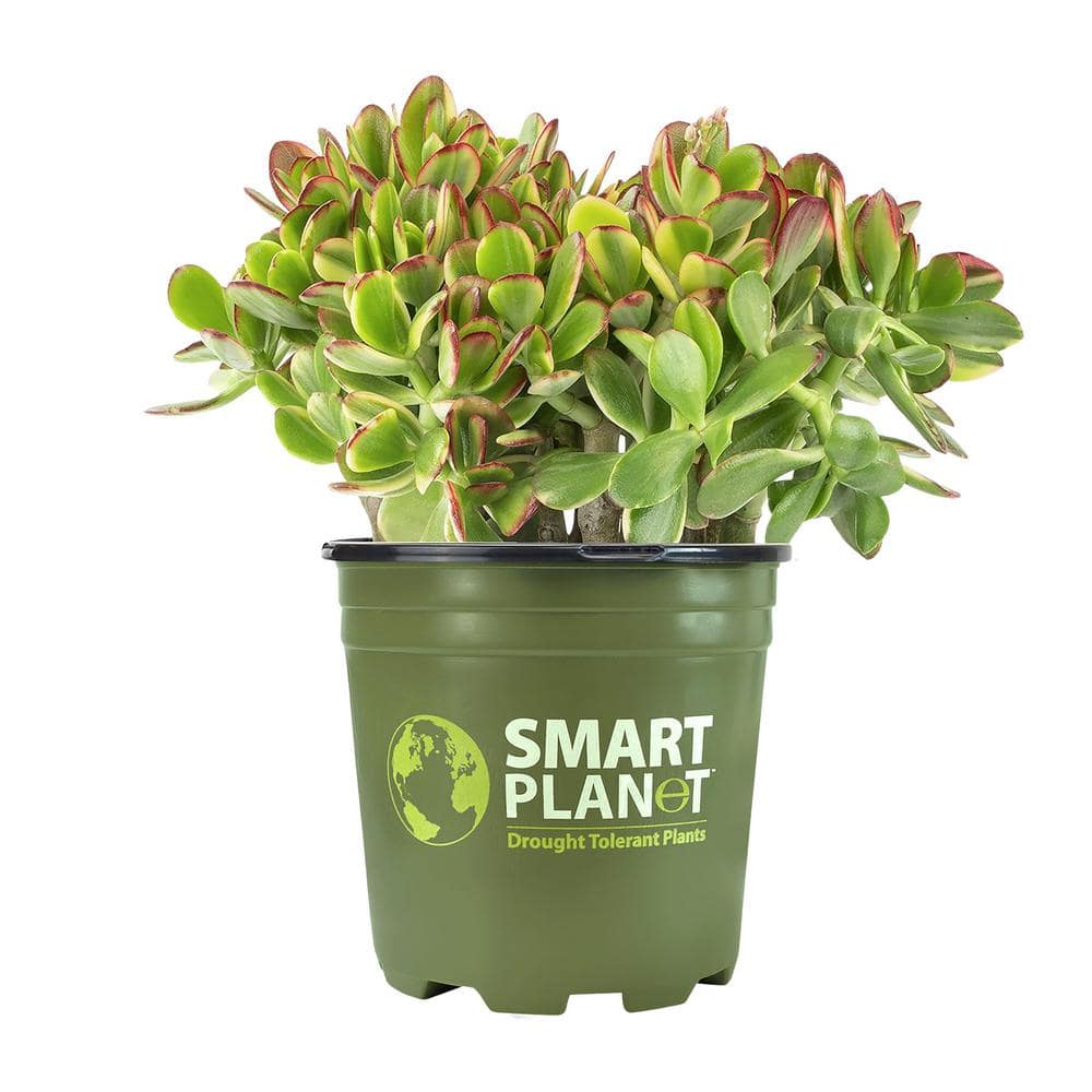 1 Gal. Crassula Obliqua Lemon N Lime (Variegated Jade) – Single - Hercitys
