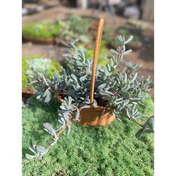 5 in. Oscularia Pedunculata with Mauve Flowers, Succulent Plants in Grower Hanging Pot - Hercitys