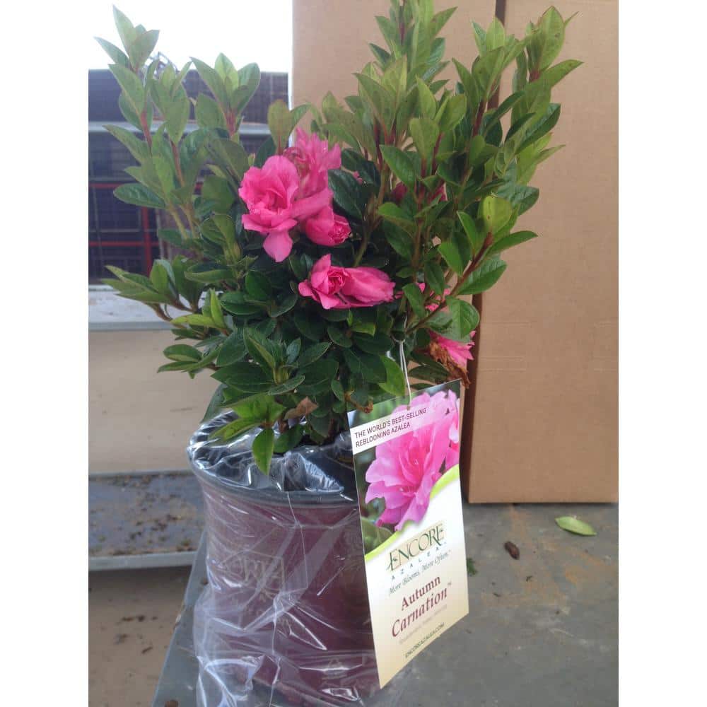 1 Gal. Autumn Carnation Reblooming Azalea Shrub with Pink Flowers - Hercitys