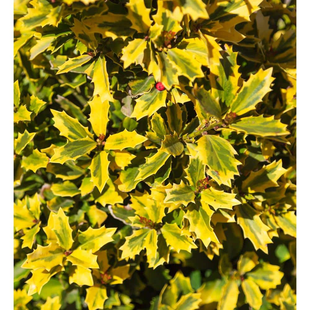 3 Gal. Golden Oakland Holly Tree with Pyramidal Yellow and Green Variegated Foliage - Hercitys