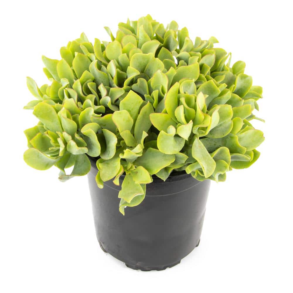 1G Crassula Ripple Jade Tm – Single - Hercitys