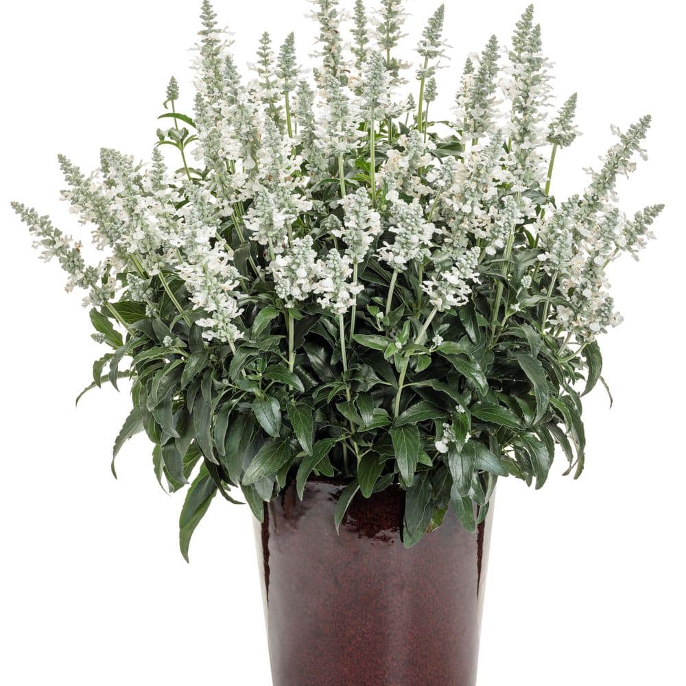 4.25 in. Eco+ Grande Unplugged White Mealycup Sage (Salvia Farinacea) Live Annual Plant with White Flowers 4-Pack - Hercitys