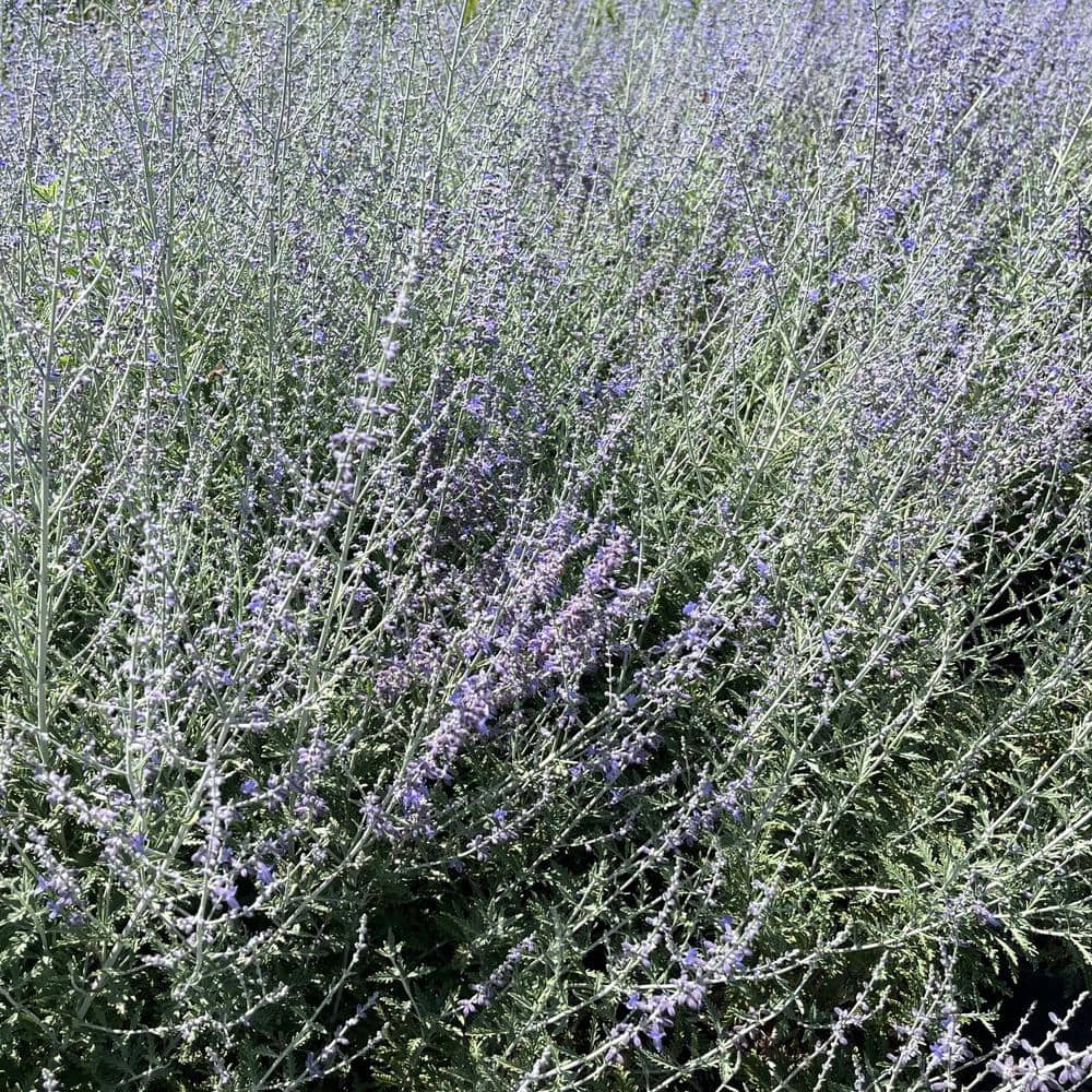 #1 container Sage Plants (4-Pack) - Hercitys