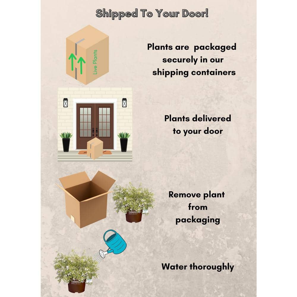 2 Gal. Miss Lemon Abelia Plant with Bright Variegated Yellow Foliage - Hercitys