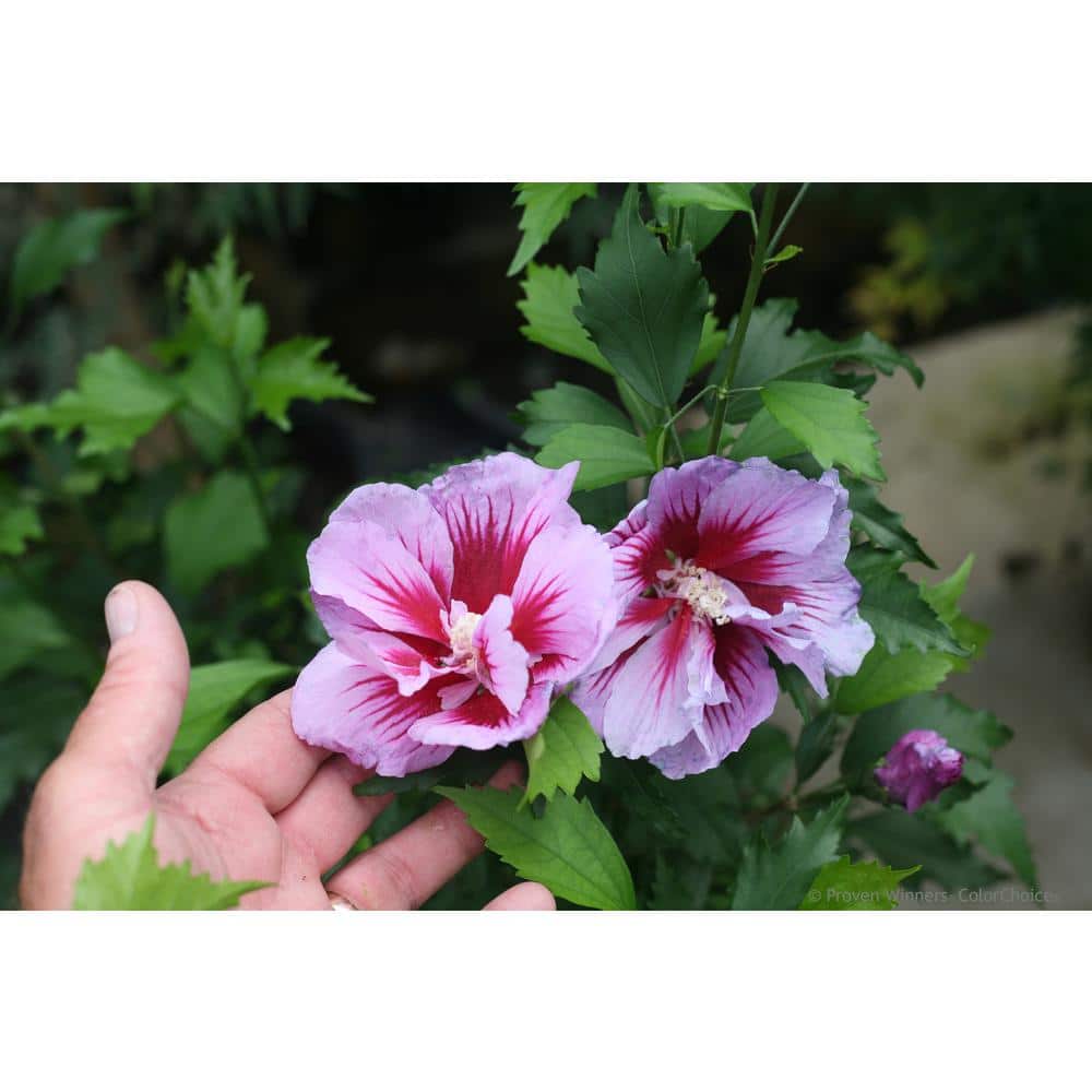 4.5 in. Qt. Purple Pillar Rose of Sharon (Hibiscus) Live Shrub, Purple Flowers - Hercitys