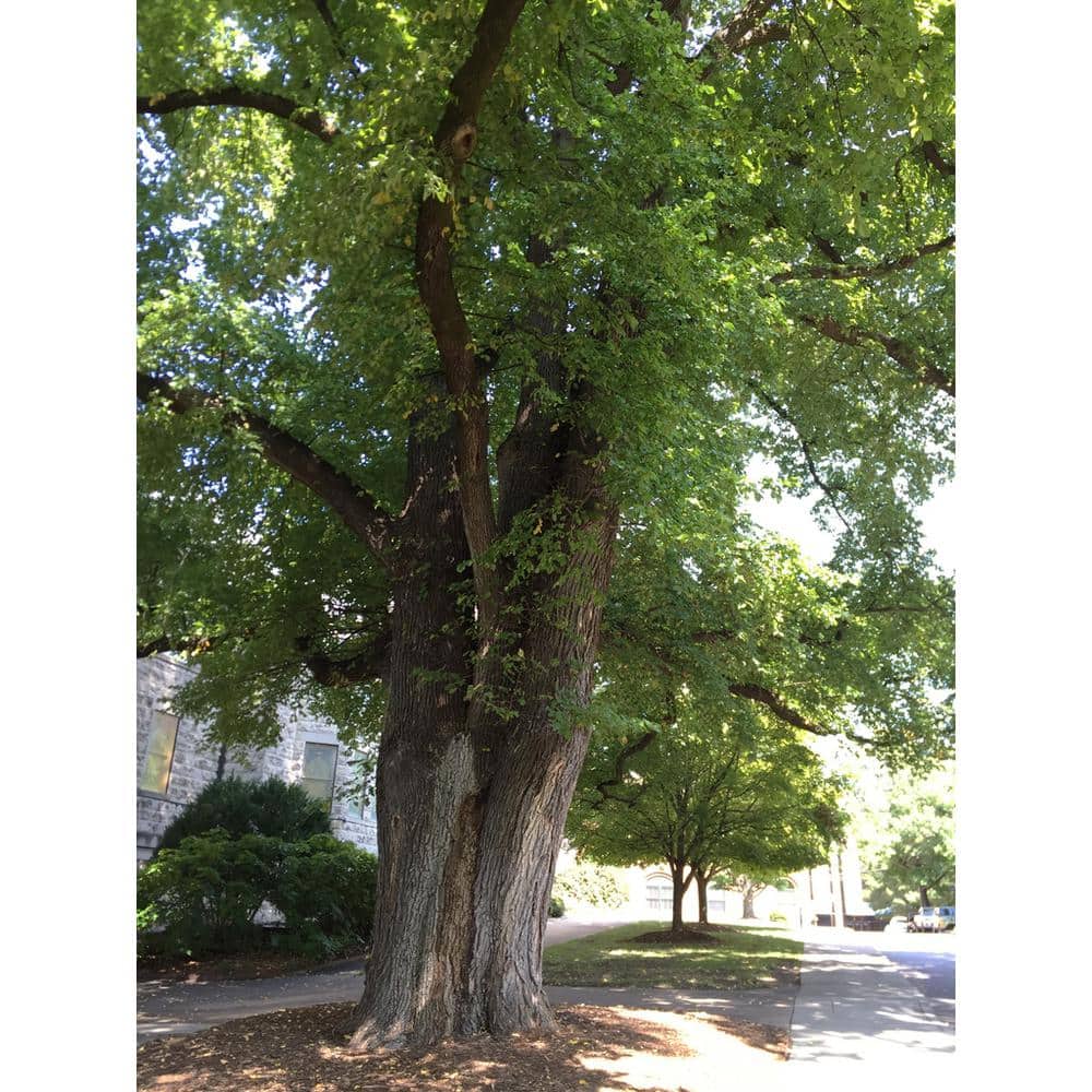 3 ft. American Elm Tree with Graceful Weeping Branches and Gold Fall Foliage - Hercitys