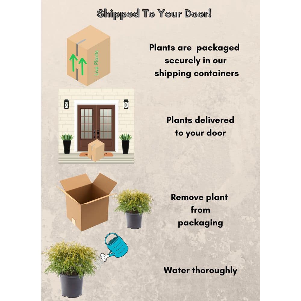 2.5 Qt. Gold Mop False Cypress Shrub with Golden Foliage - Hercitys