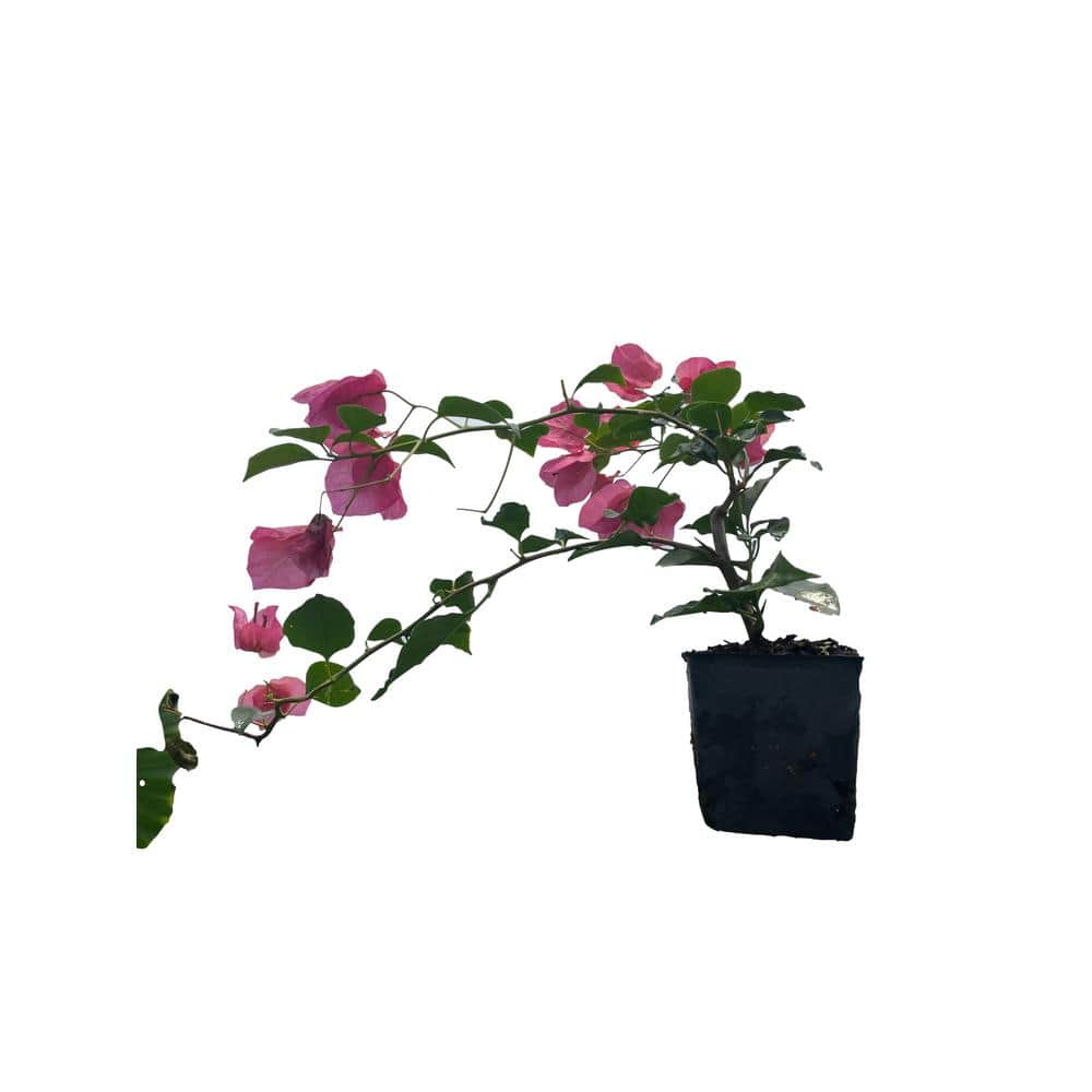 3 Bougainvillea Sharon Wesley Plants in 3 Separate 4 in. Pots - Hercitys