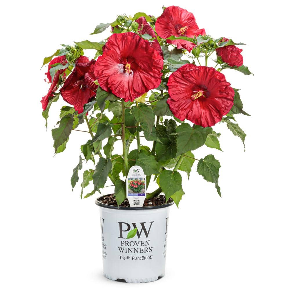 2 Gal. Summerific ‘Valentine’s Crush’ Rose Mallow (Hibiscus Hybrid), Live Perennial Plant, with Red Flowers - Hercitys