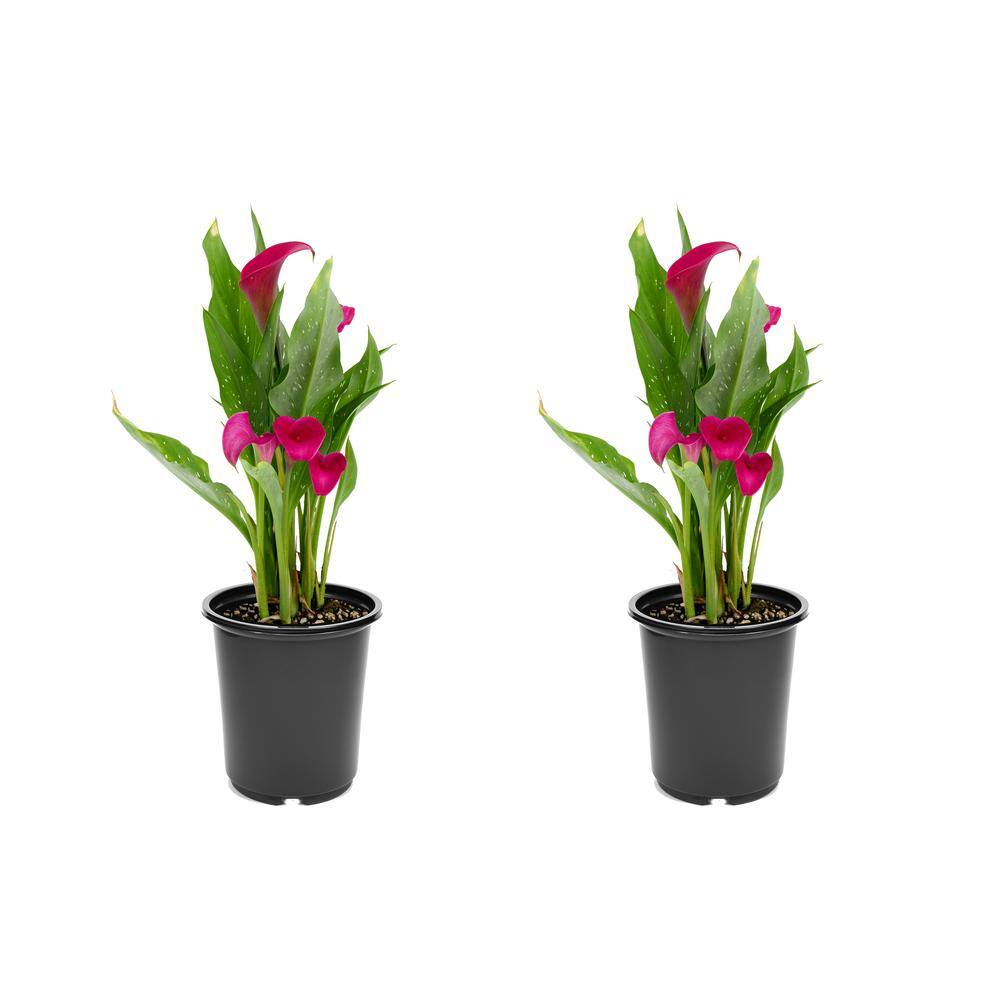 2.5 qt. Perennial Calla Lily Pink (2-Pack) - Hercitys