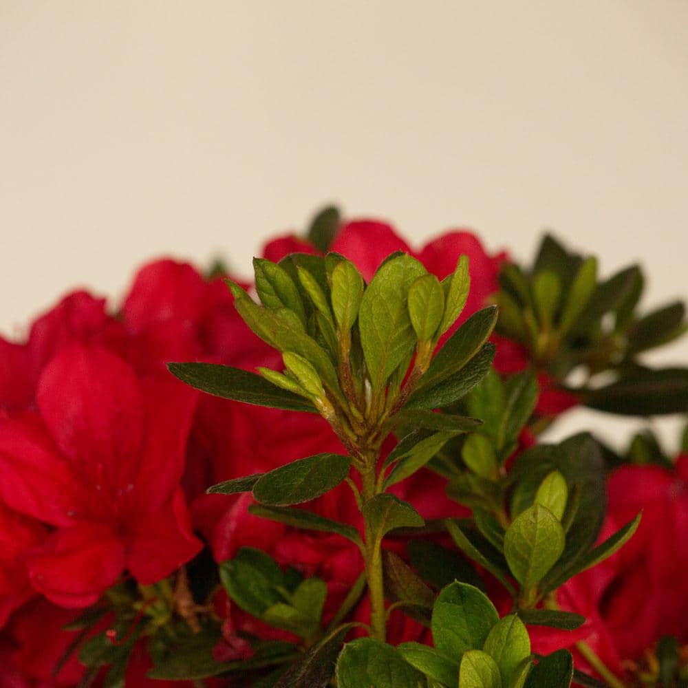 2 Gal. Autumn Bonfire Reblooming Azalea Shrub with Red Flowers - Hercitys