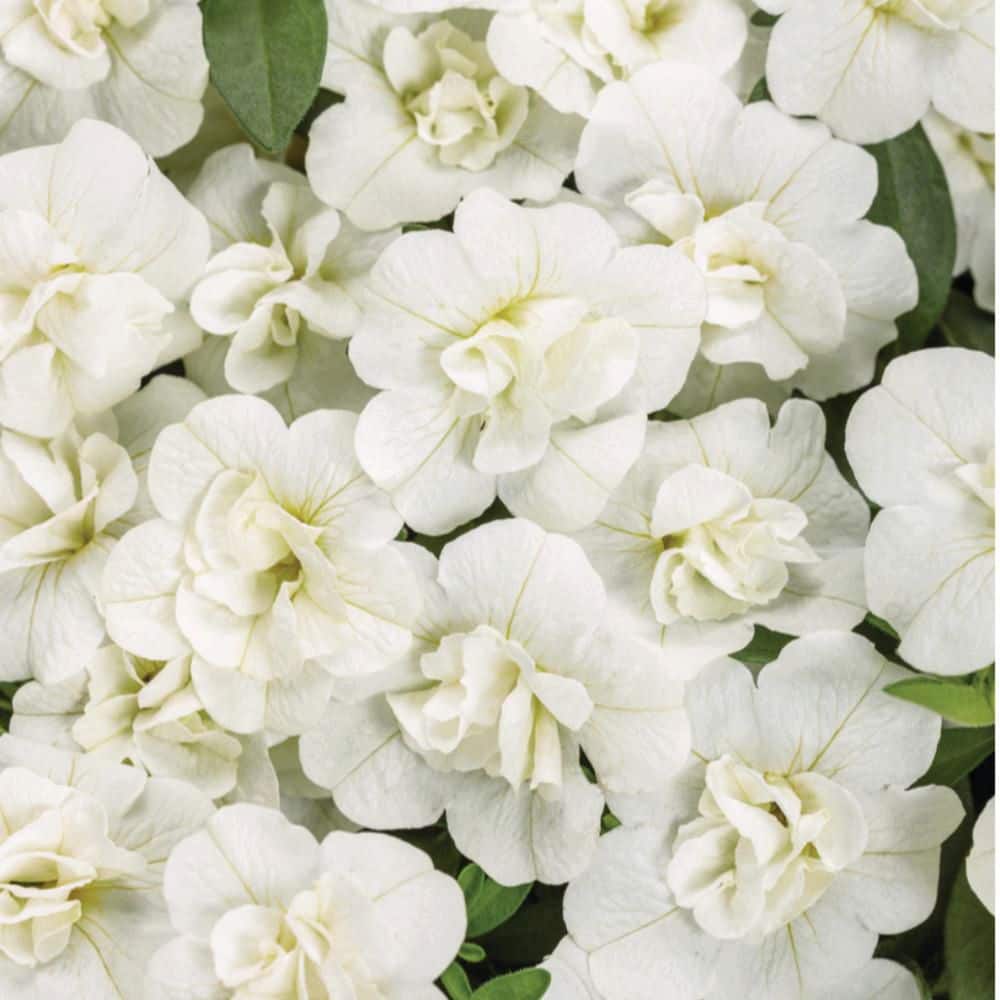 4.25 in. Eco+ Grande Superbells Double White (Calibrachoa hybrid) Live Annual Plant with White Flowers 4-Pack - Hercitys