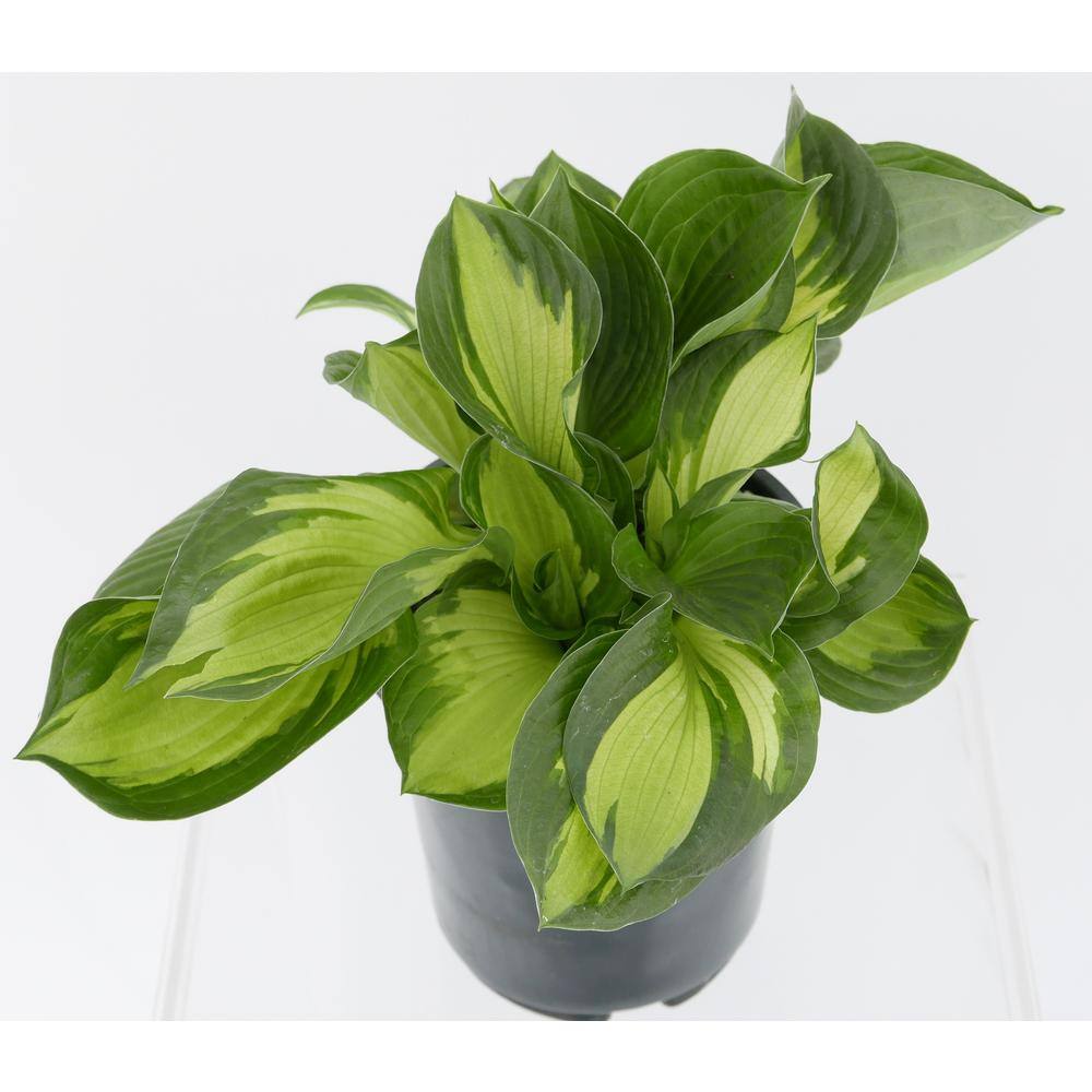 2.5 Qt. Hosta Whirlwind Perennial (2-Pack) - Hercitys