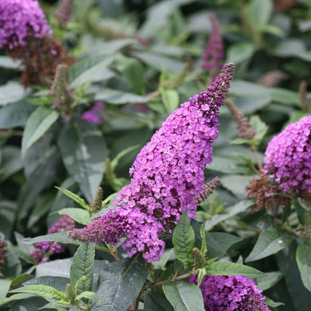 2 Gal. Pugster Periwinkle Butterfly Bush (Buddleia) Live Shrub with Purple Flowers - Hercitys