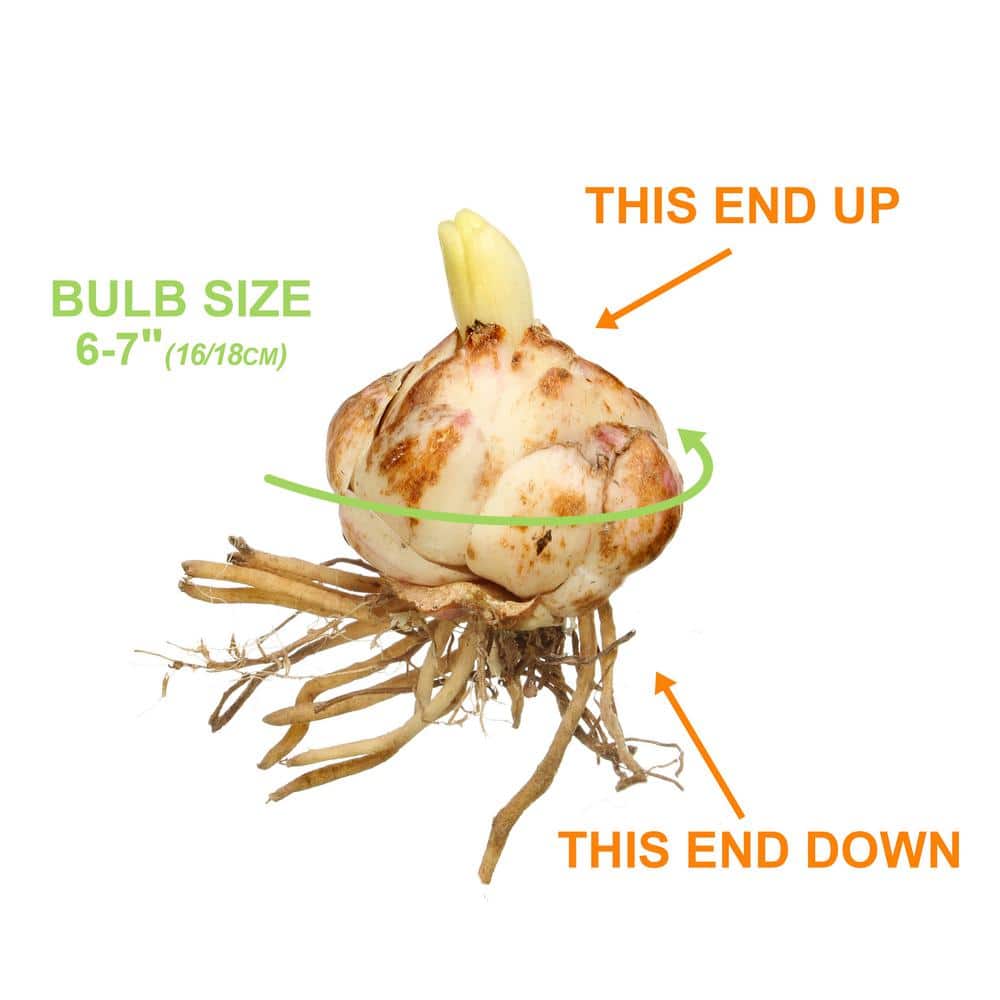 16 cm/18 cm, Aztec Lily Sprekelia Flower Bulbs (Bag of 5) - Hercitys