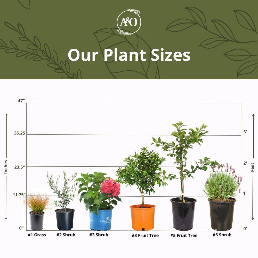 #2 Container ‘Arbequina’ Olive Tree - Hercitys