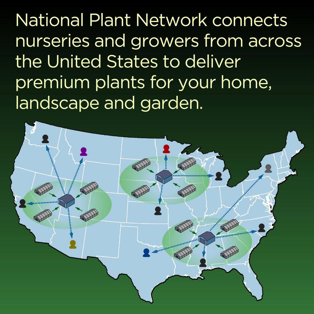 1 Gal. Boxwood Wintergreen Shrub (8-Pack) - Hercitys