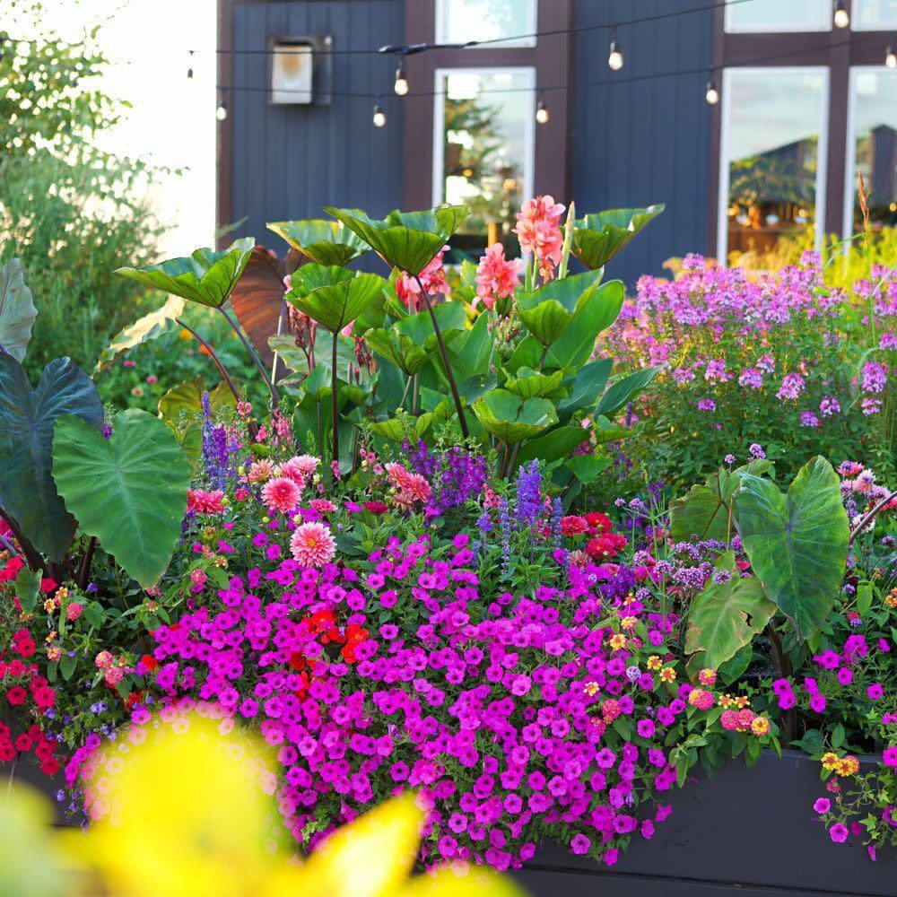 4.5 in. Qt. Coffee Cups Elephants Ear (Colocasia Esculenta) Live Annual Plant with Green and Brown Foliage - Hercitys