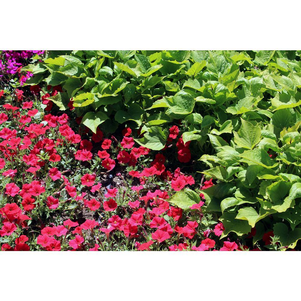 4.25 in. Eco+Grande Supertunia Really Red (Petunia) Live Plant, Red Flowers (4-Pack) - Hercitys