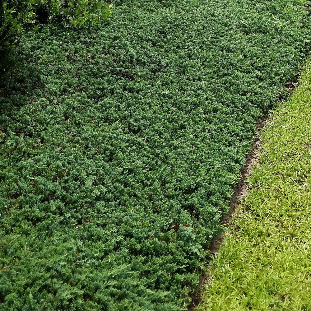 2.25 Gal. Blue Rug Juniper Plant - Hercitys