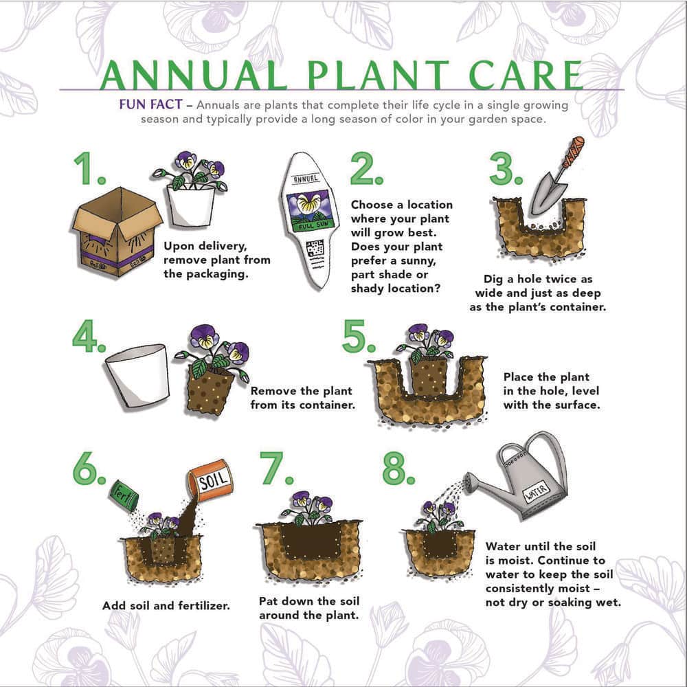 4.25 in. Grande Supertunia Vista Silverberry (Petunia) Live Plants, White & Pink Flowers white w/lavender vein (4-Pack) - Hercitys