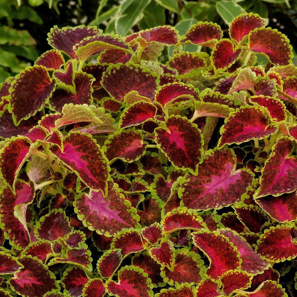 3.25 in. Coleus Party Time Pink Berry Annual Plant (3-Pack) - Hercitys
