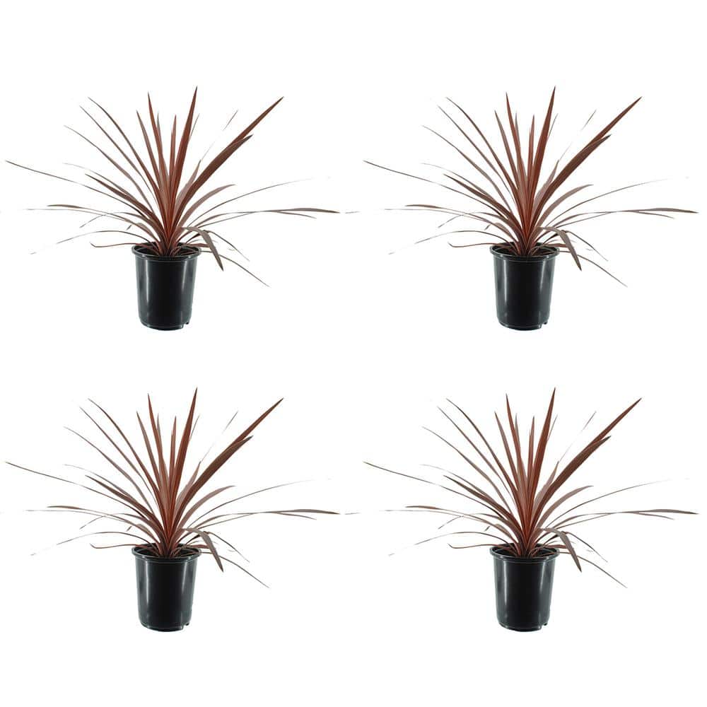 2.5 qt. Grass Cordyline Australis Red Star Perennial (4-Pack) - Hercitys