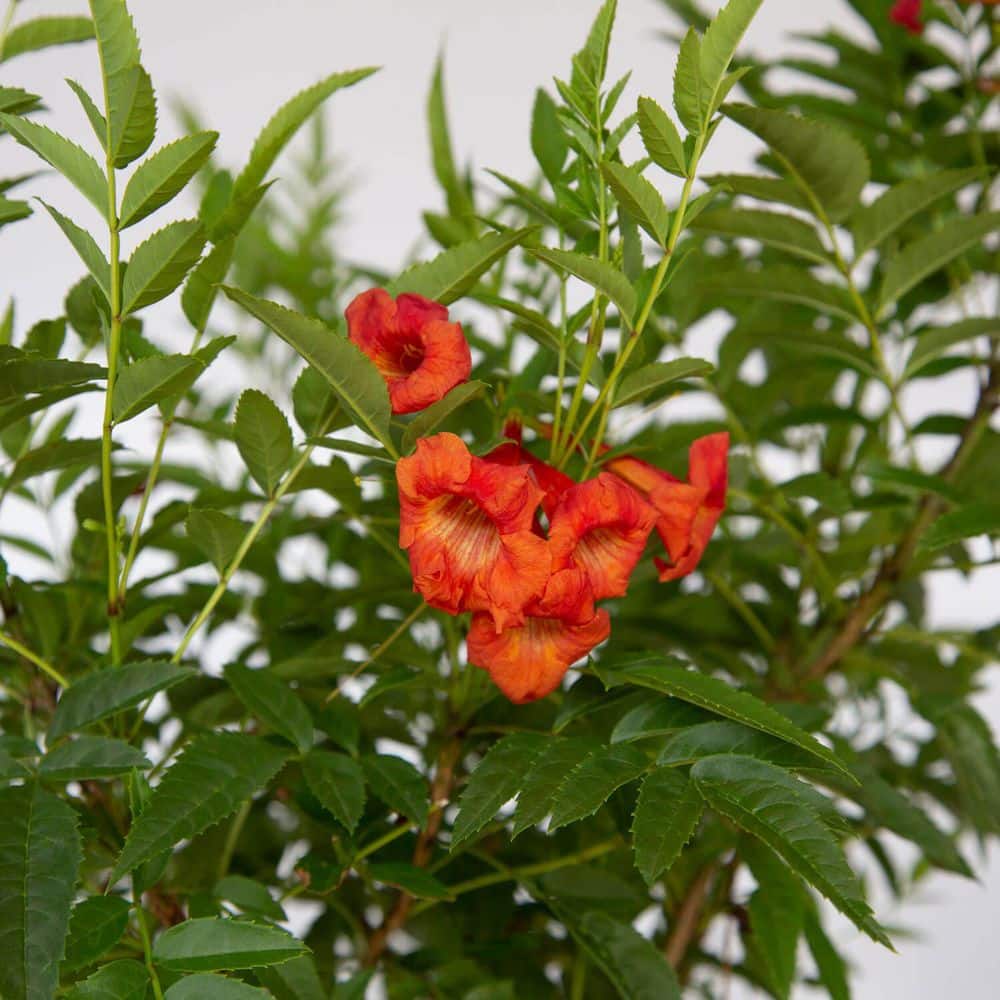 1.5 Gal. Bells of Fire Tecoma, Live Blooming Perennial Plant - Hercitys