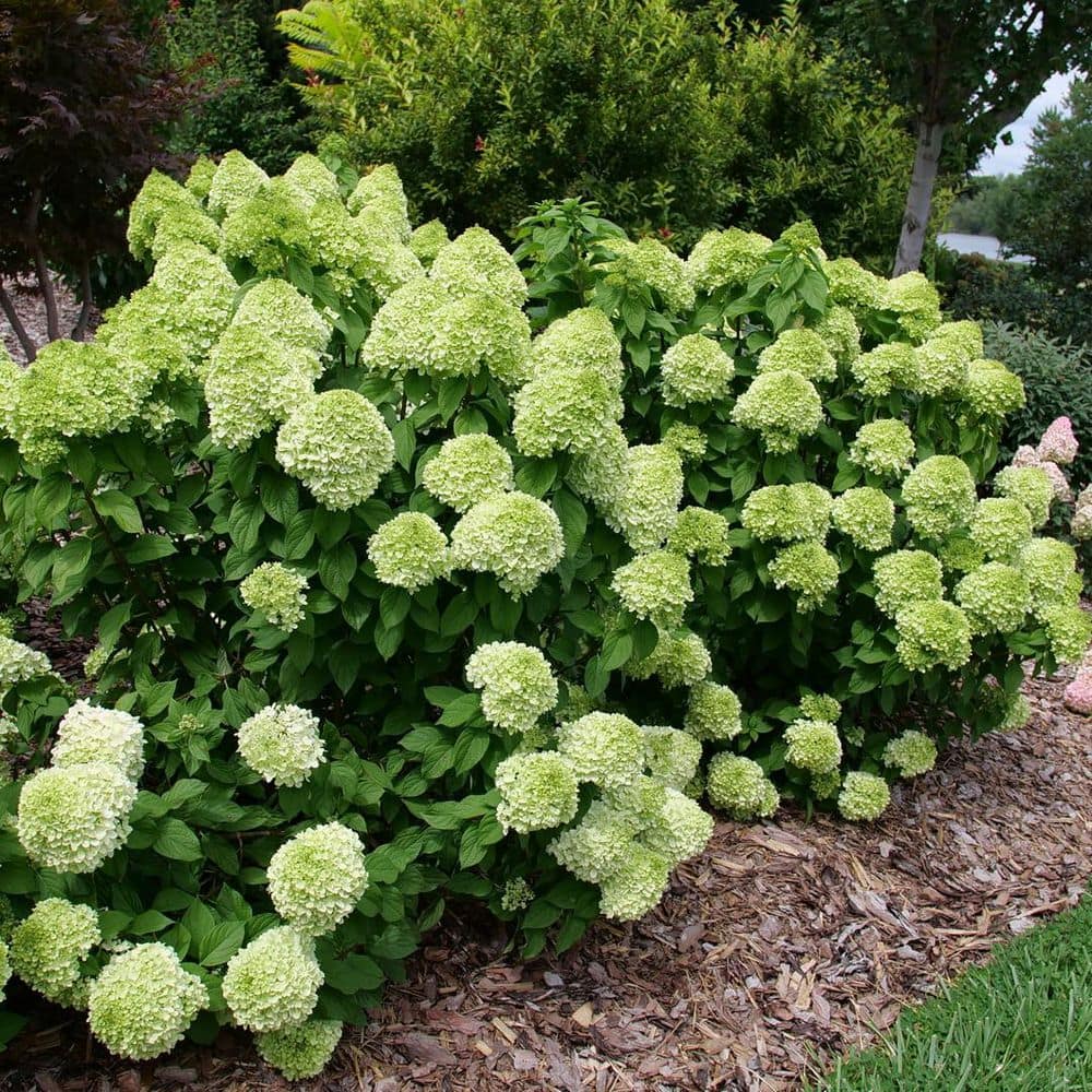 4.5 in. qt. Powerball Panicle Hydrangea (Paniculata) Live Flowering Shrub with Green, White and Pink Flowers - Hercitys